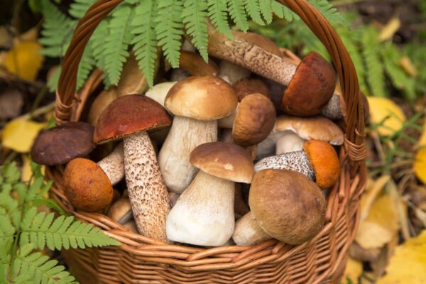 Foraged Mushrooms: A Beginner’s Guide to Wild Edible Treasures Foraged Mushrooms