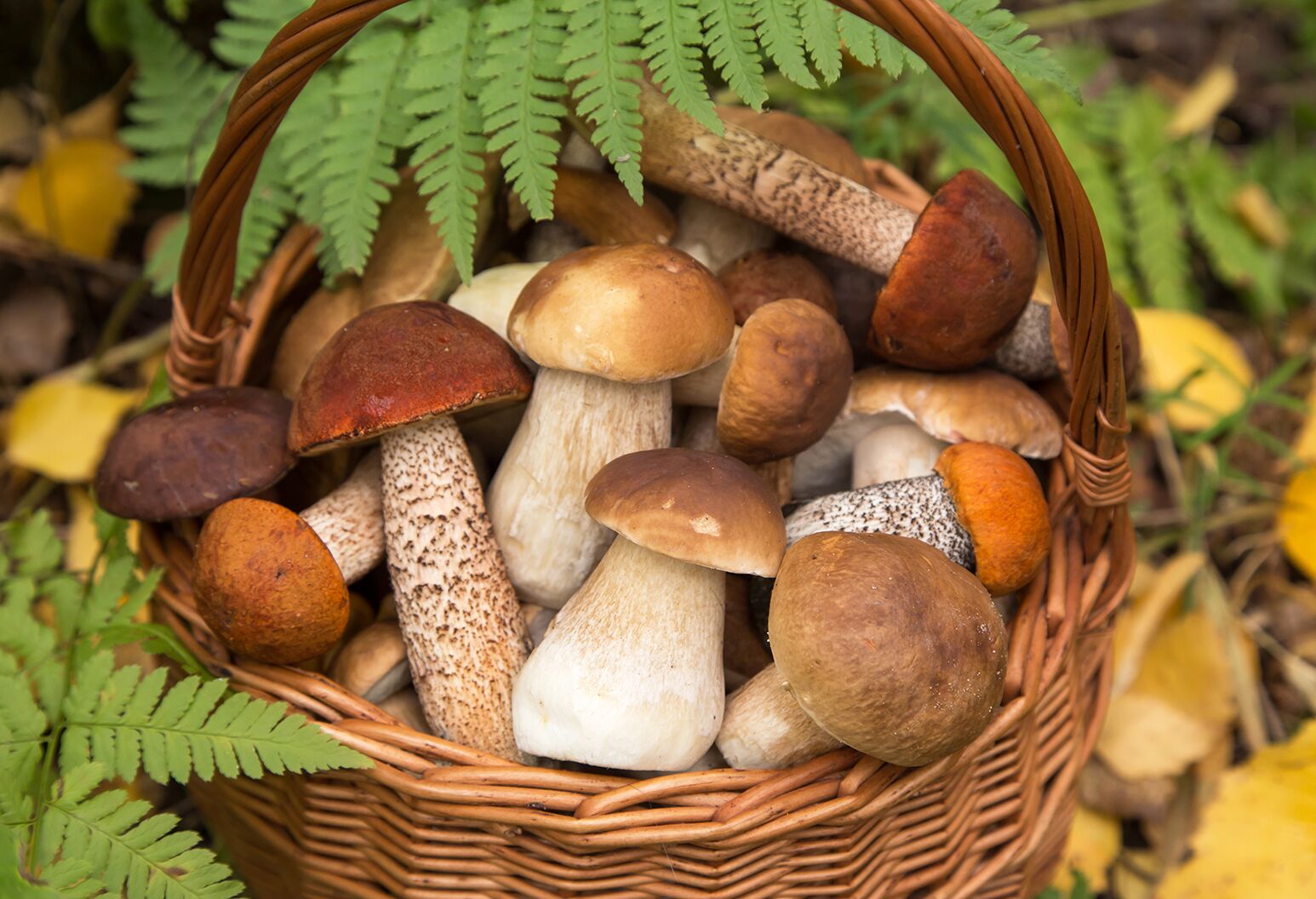 Foraged Mushrooms