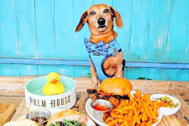 Dining with Your Pup: Discovering the Best Dog Friendly Restaurants Near Me Dining with Your Pup: Discovering the Best Dog Friendly Restaurants Near Me