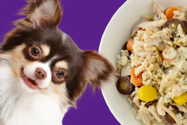 Chicken and Rice Dog Food: A Complete Guide to Nutrition, Benefits, and Recipes rice dog