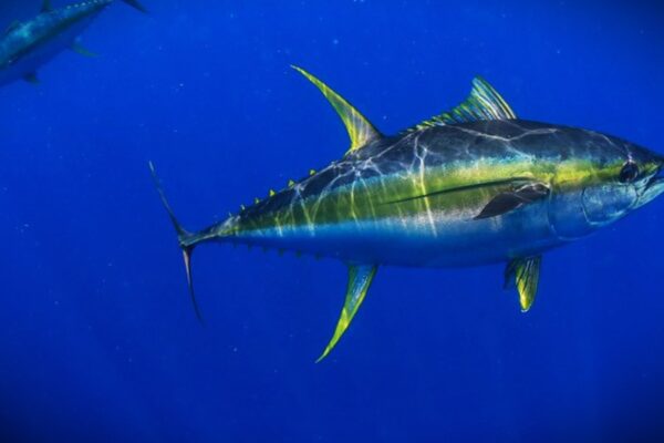 Yellow Fin Tuna Recipe: A Complete Guide to Cooking This Delicious and Healthy Fish Yellow Fin Tuna